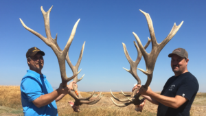 MossBack California Tule Elk